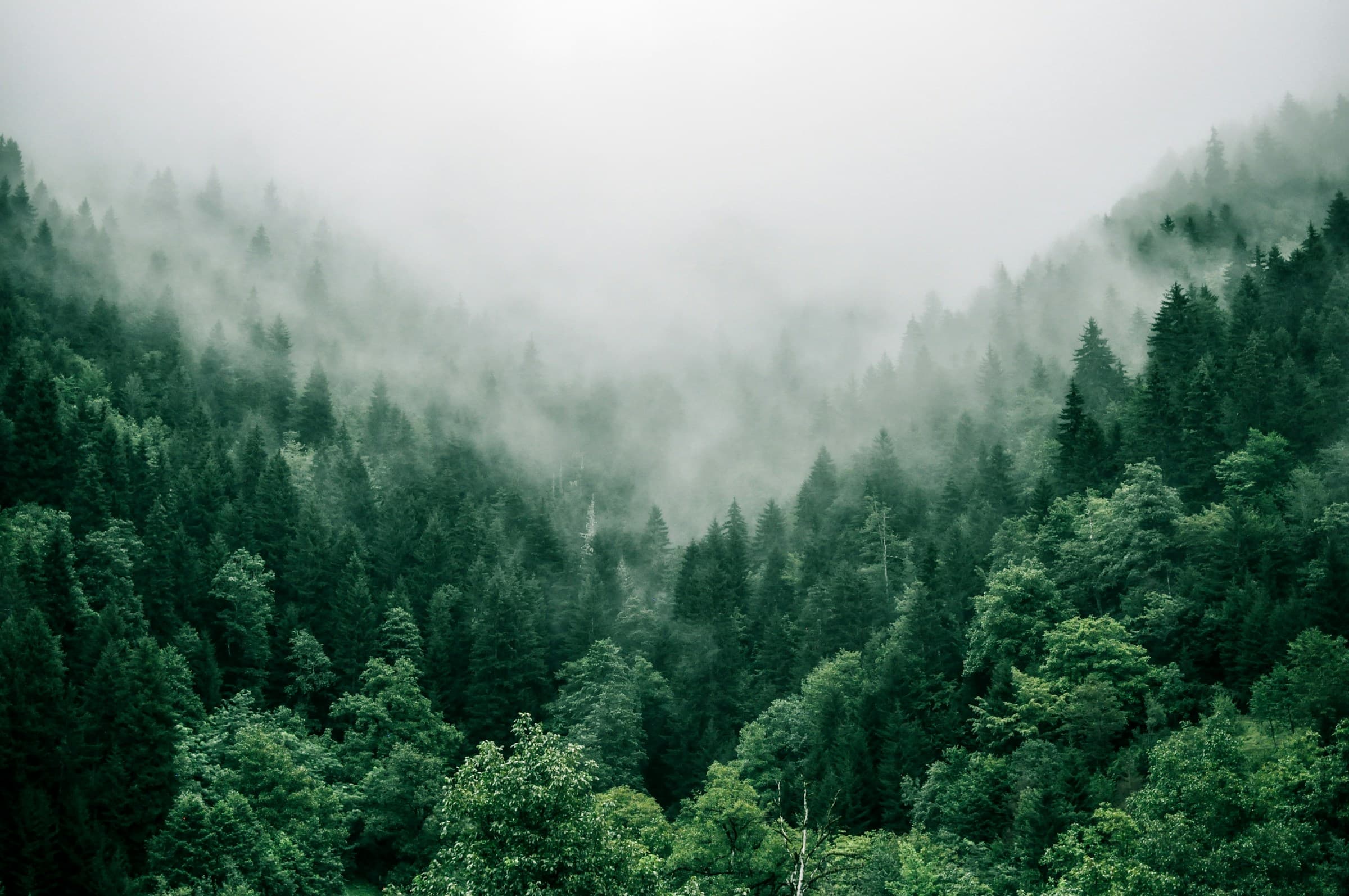 Forêt et reforestation