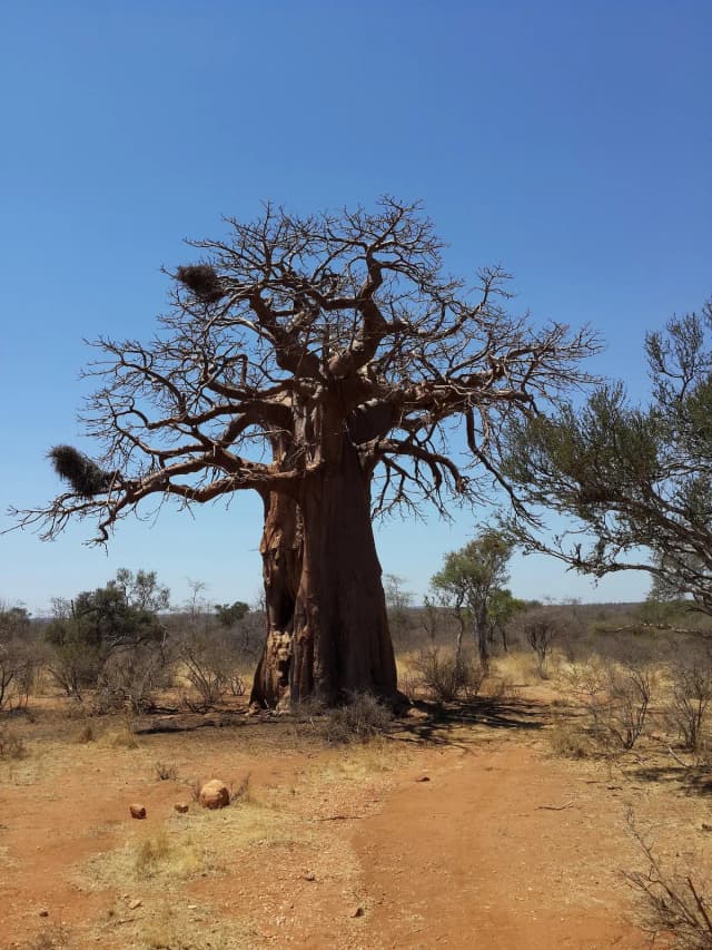 Baobab africain