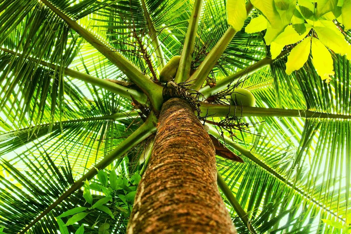 Cocotier