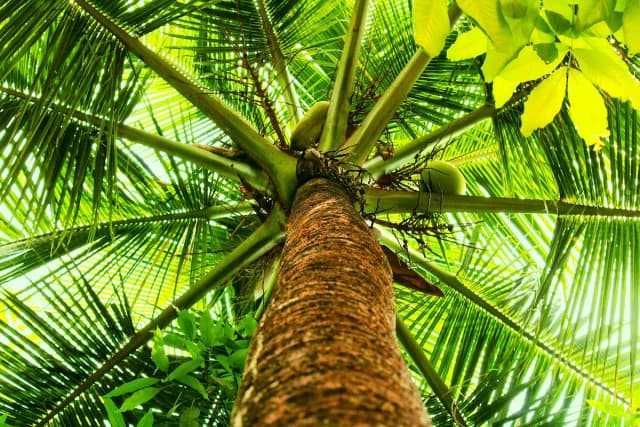 Cocotier