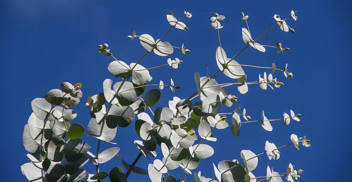 Eucalyptus bleu