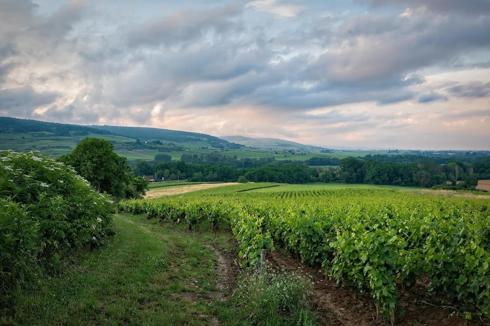 Forêt mixte en Bourgogne