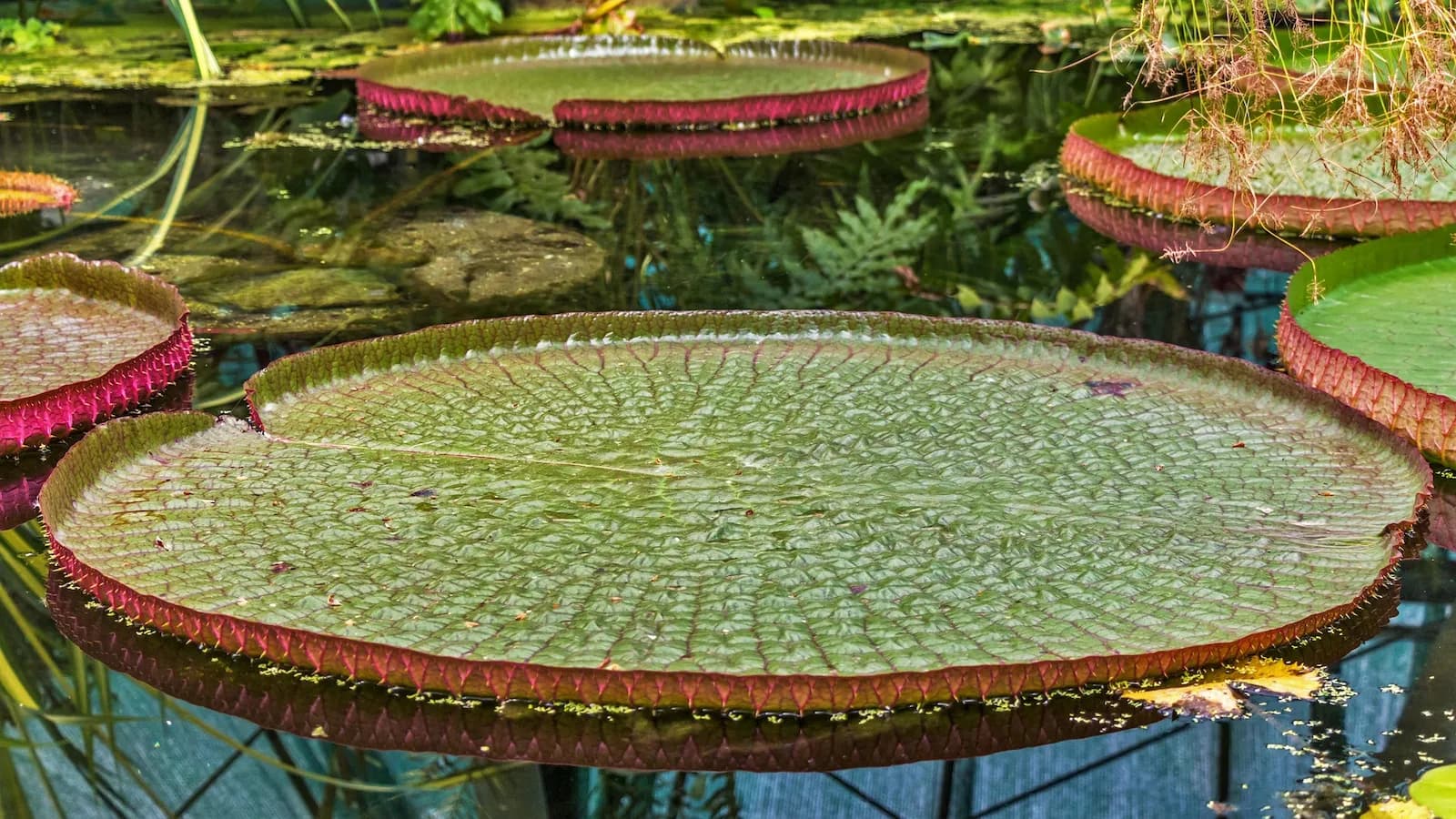 Préservation en Amazonie