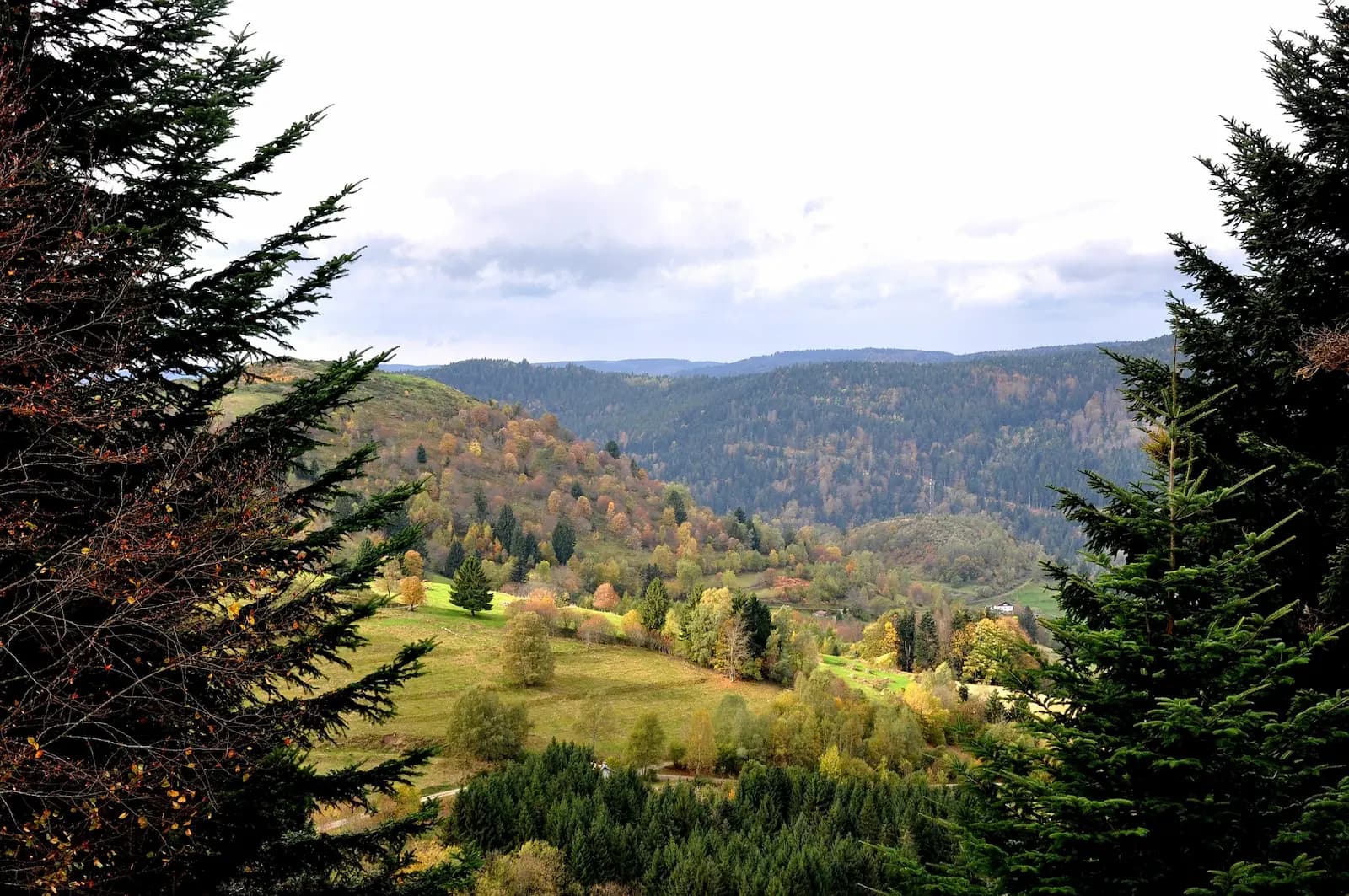 Projet en forêt vosgienne