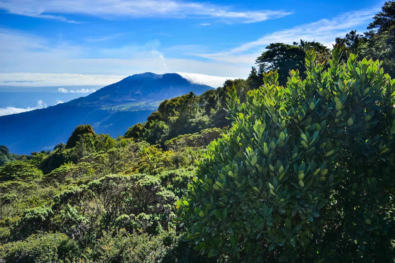 Reboisement au Costa Rica
