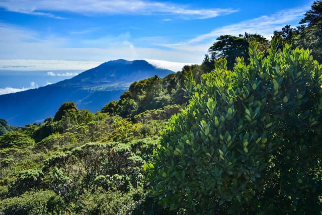 Reboisement au Costa Rica