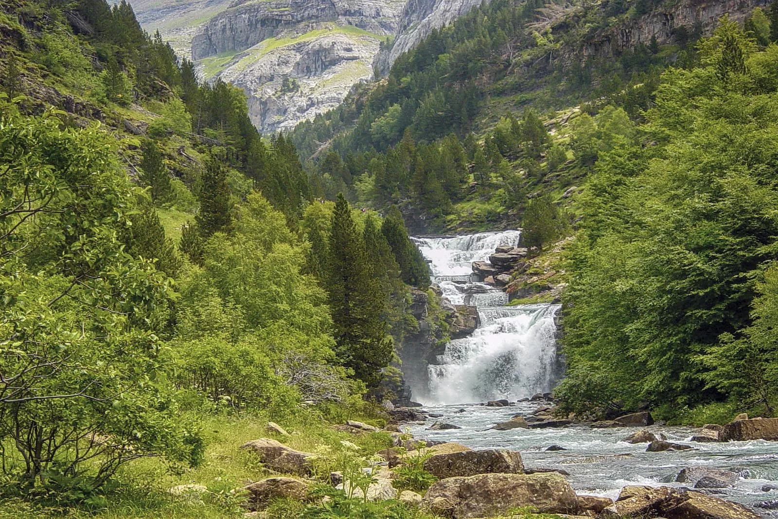Reforestation des Pyrénées