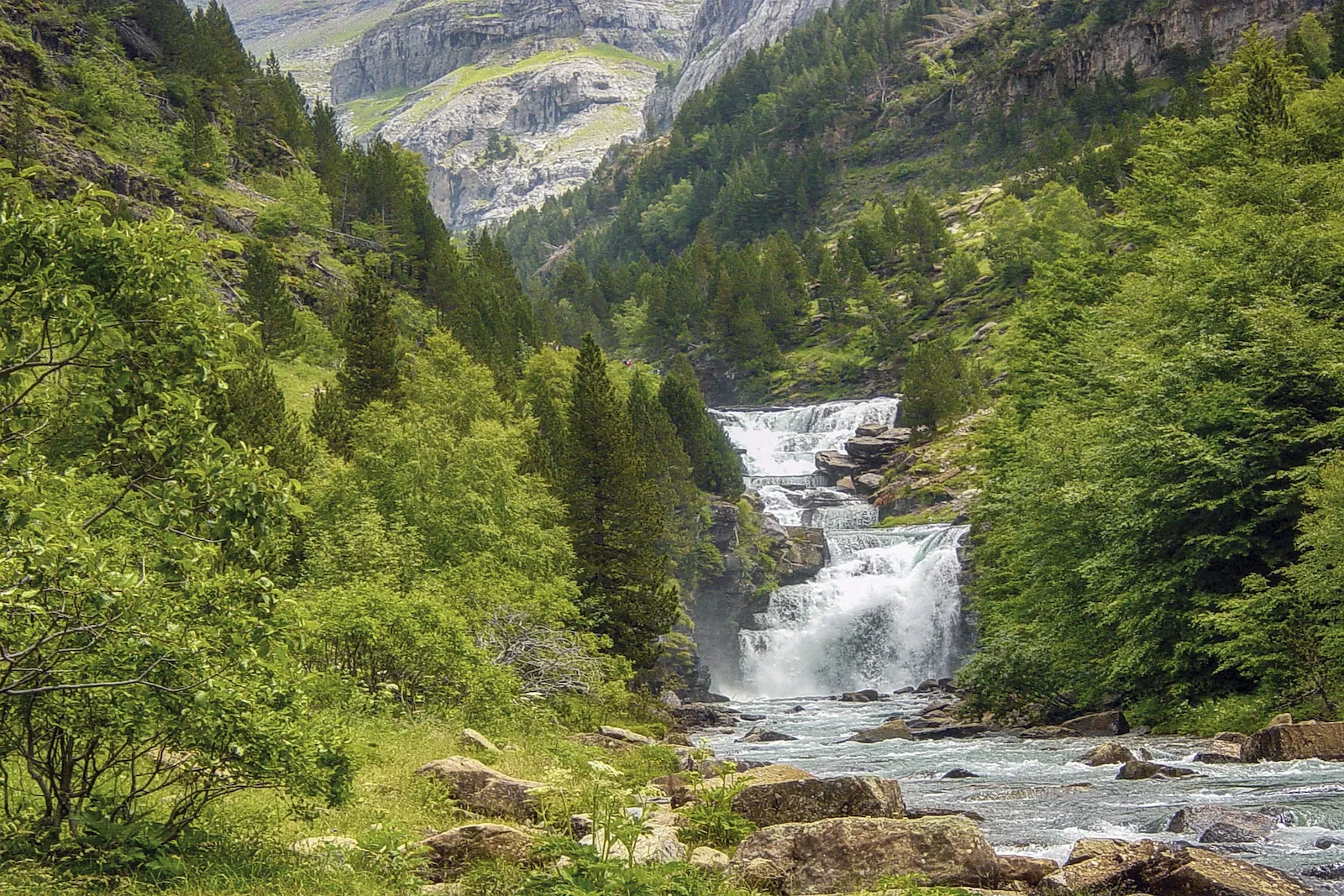 Reforestation des Pyrénées