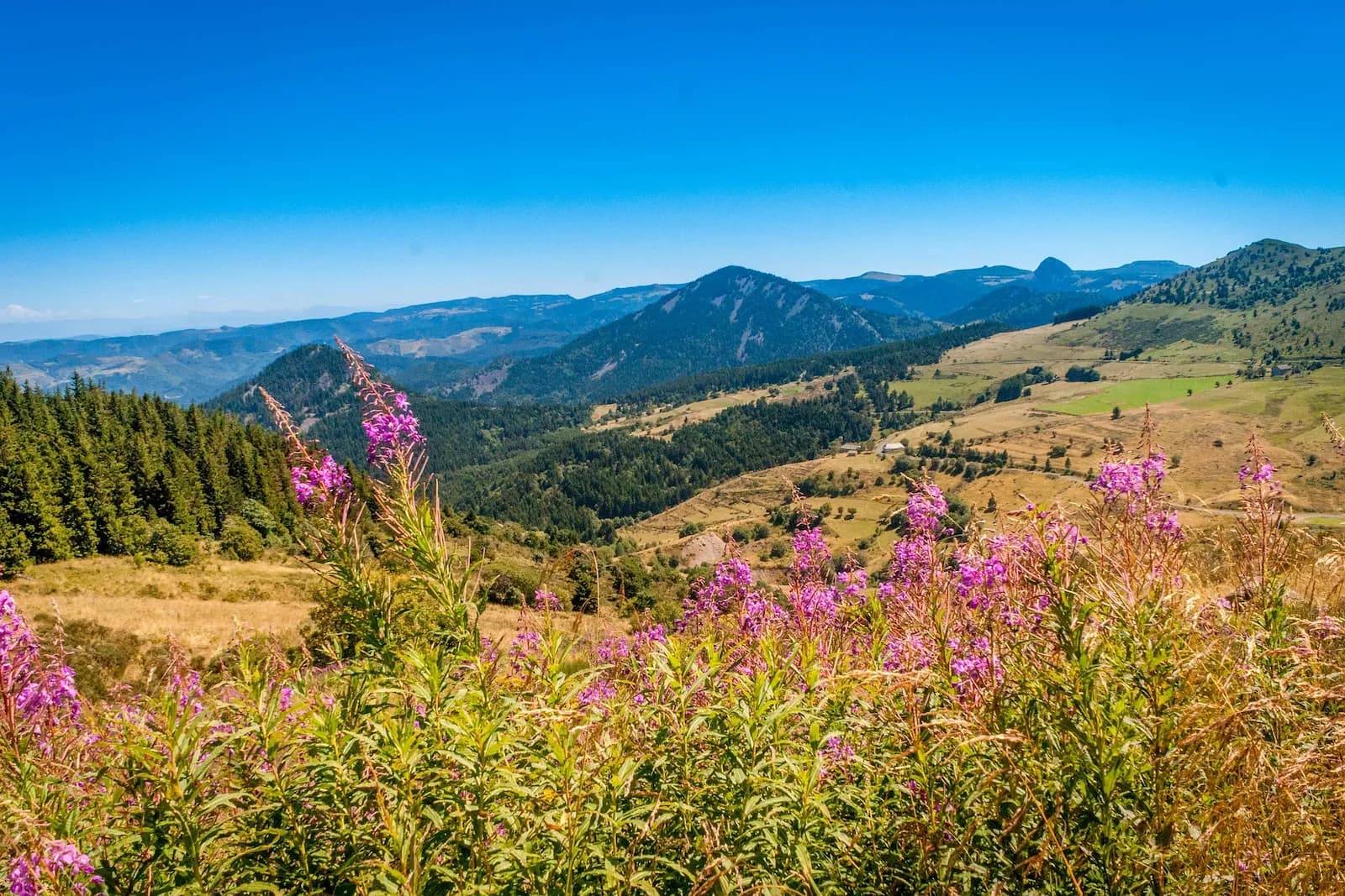 Restauration de la forêt d’Auvergne