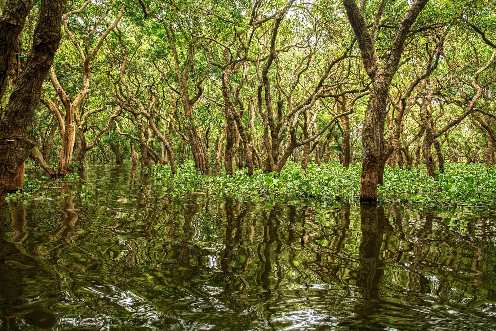 Restauration des mangroves