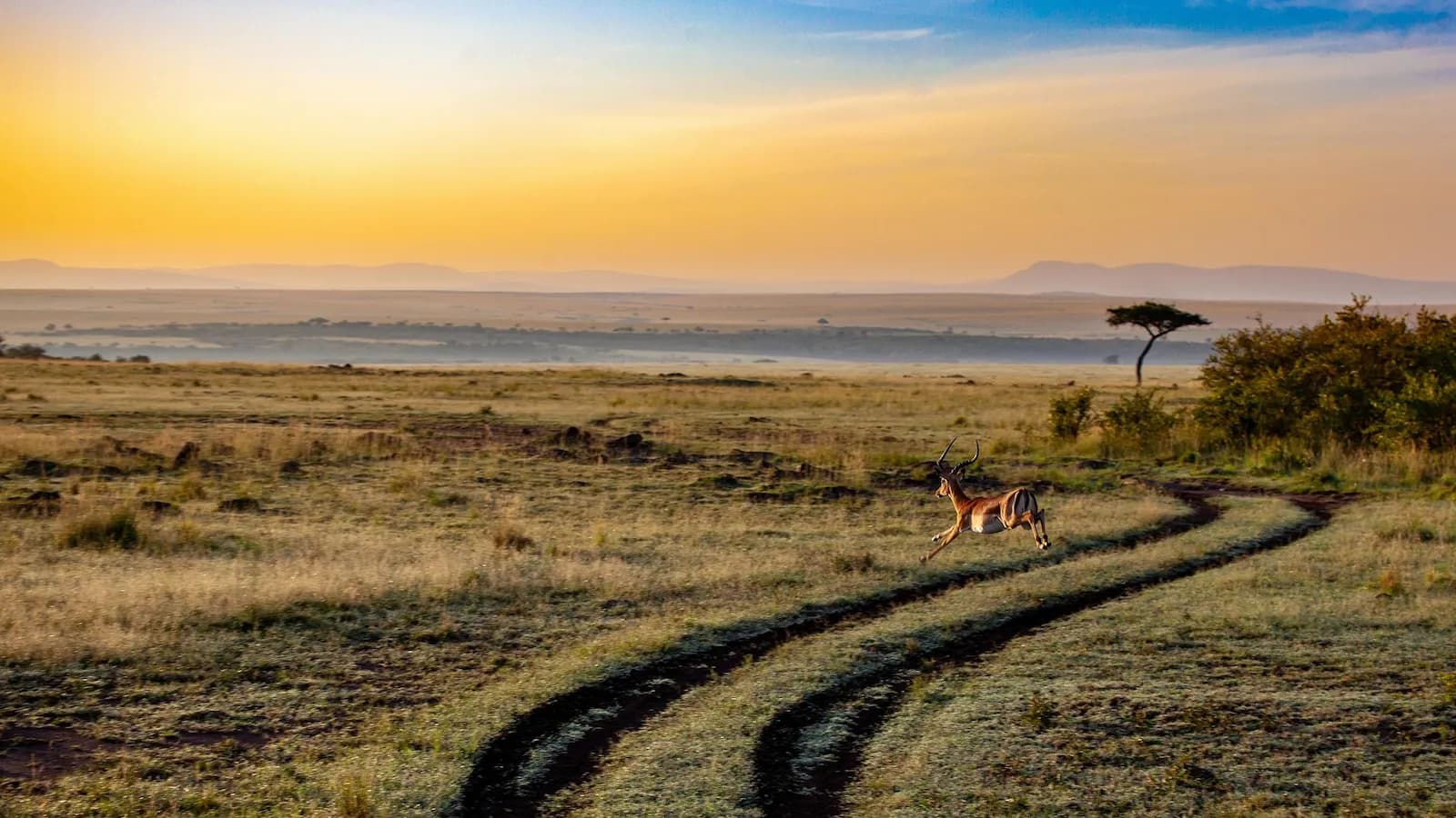 Restauration des savanes au Kenya