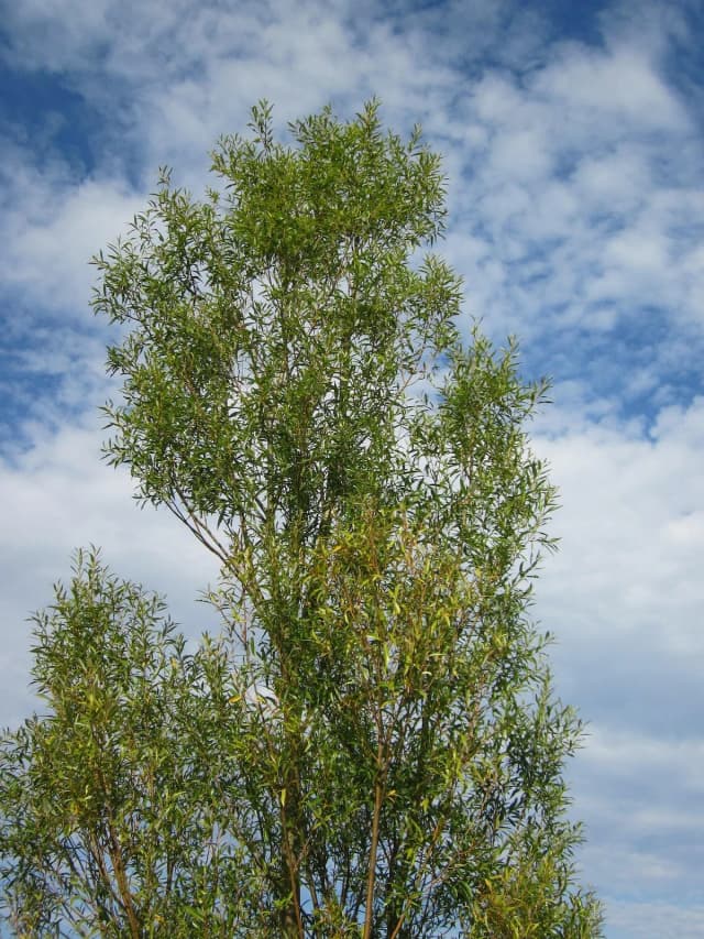Saule blanc