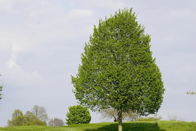 Tilleul à grandes feuilles