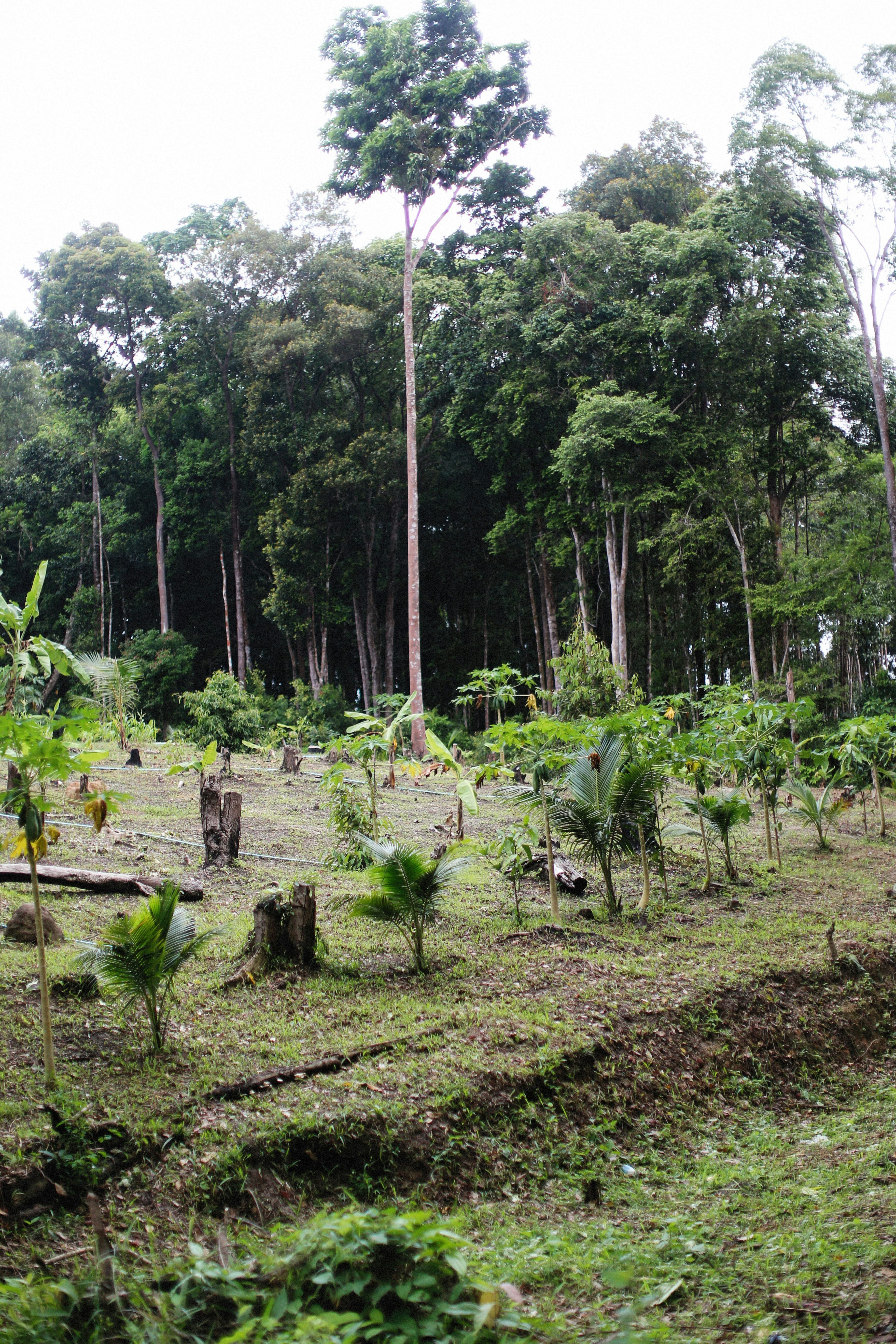 Équipe de bénévoles plantant de jeunes arbres en terre