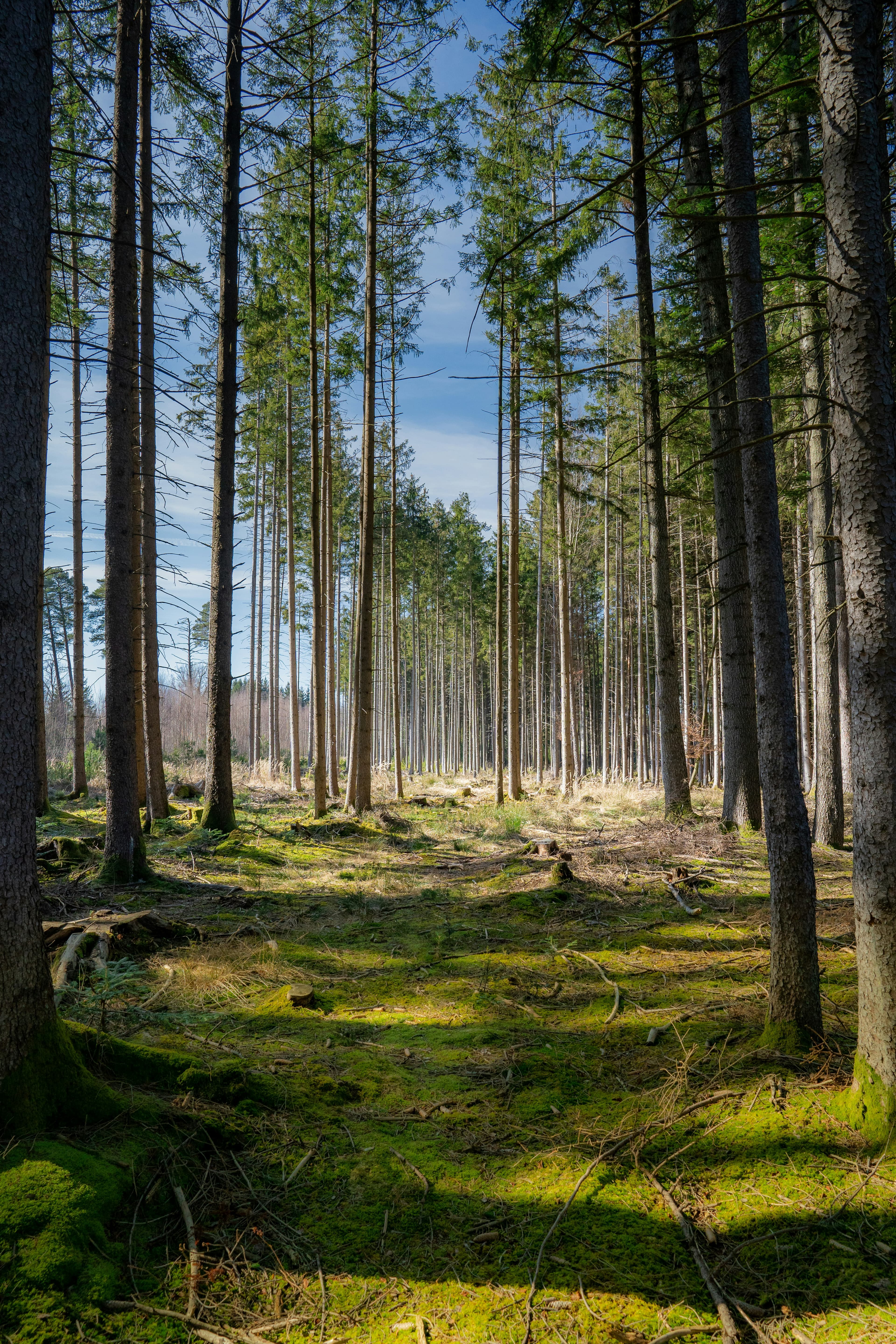 Jeunes plants d'arbres en pépinière prêts à être transplantés