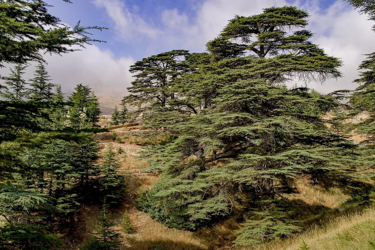 Cèdre du Liban