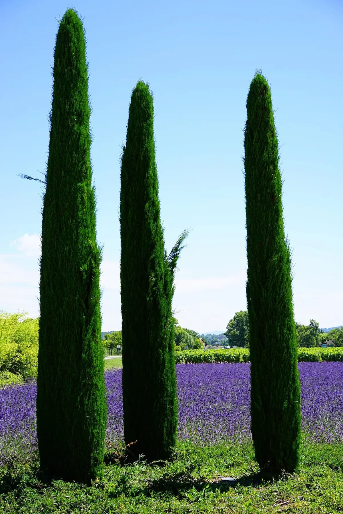 Cyprès de Provence