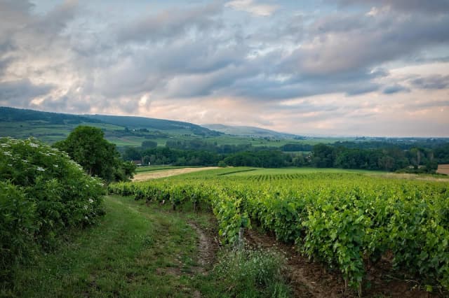 Forêt mixte en Bourgogne