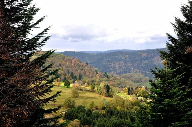 Projet en forêt vosgienne